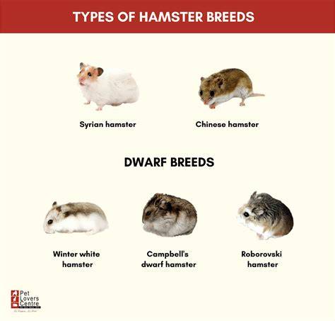 Campbell’s dwarf hamster coat varieties