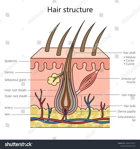 pubic hair anatomy diagram