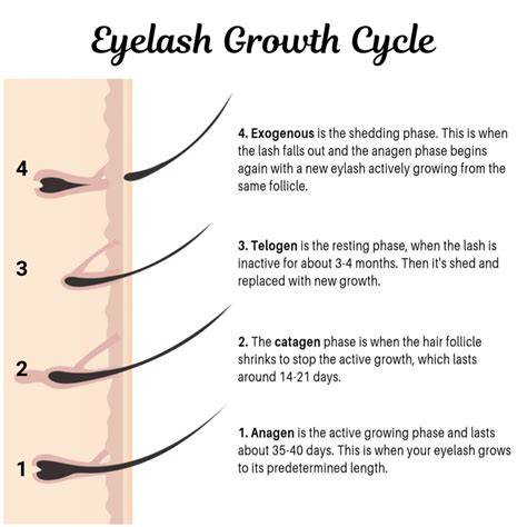eye health illustration showing lash growth stages