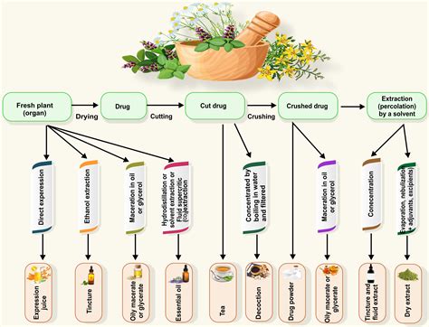 Ingredіents and herbal extracts diagram