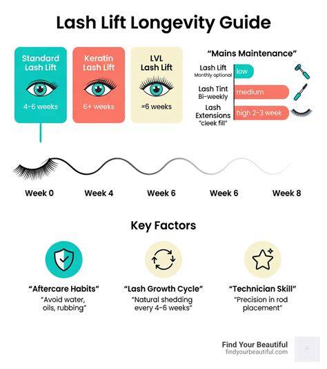 infographic: lash styles and maintenance timeline