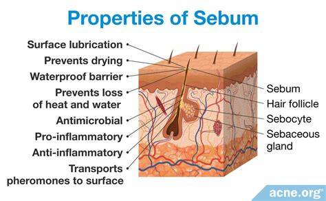 illustration of scalp sebum balance