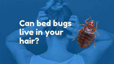 bed bugs in hair guidance infographic