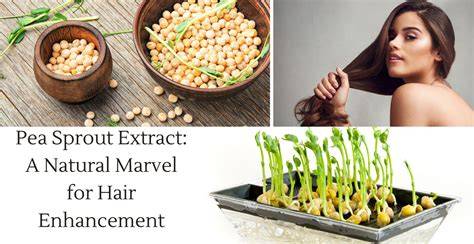 Infographic: How capixyl and pea sprout extract support hair density