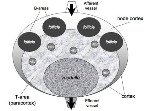 lymph node architecture diagram showing cortex, paracortex, medulla