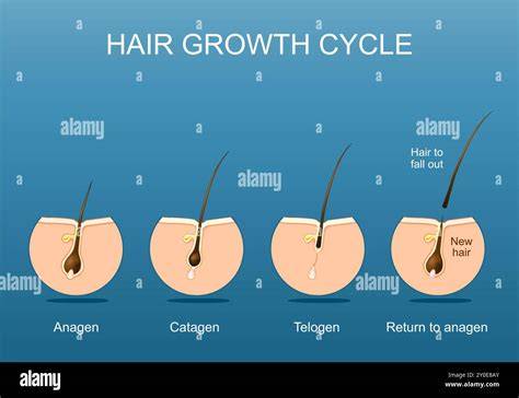 Illustration of hair growth phases with balance in anagen and telogen