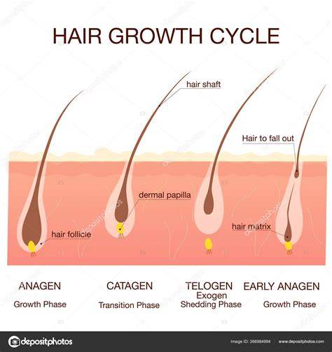 illustrative diagram of hair growth cycle