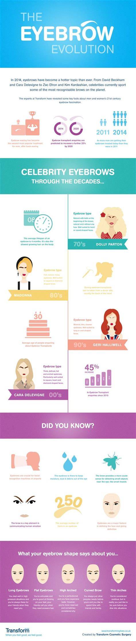illustrative brow growth infographic