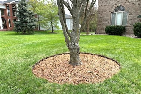 braided hibiscus planting site and mulch ring