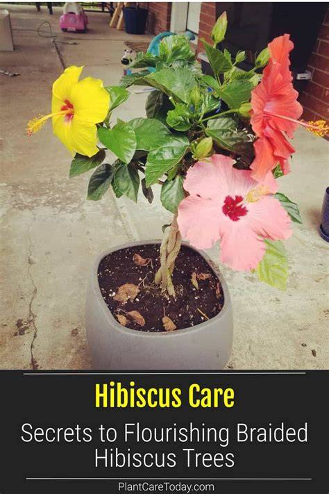 seasonal care diagram for braided hibiscus