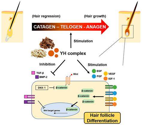 Keratin repair pathway at the hair shaft