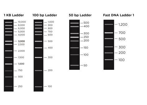 DNA ladder and gel lanes visualization