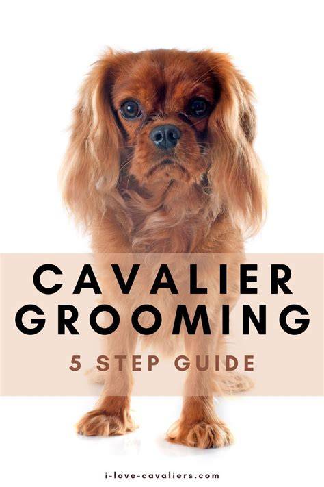 cohesive overall cavalier grooming guide infographic