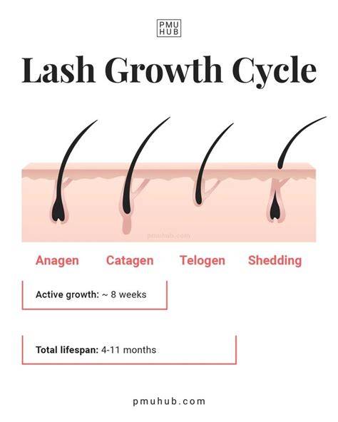 infographic lash growth mechanism