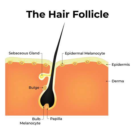 Before-and-after hair follicle tattoo diagram