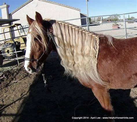 Glossy braids and mane