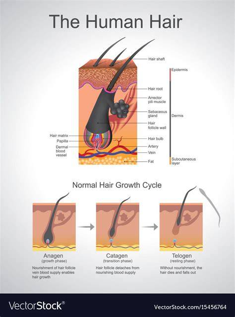 infographic of hair growth therapies